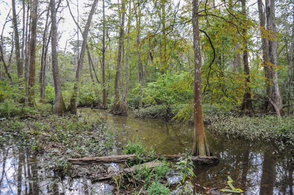 Bluebonnet Swamp Nature Center
