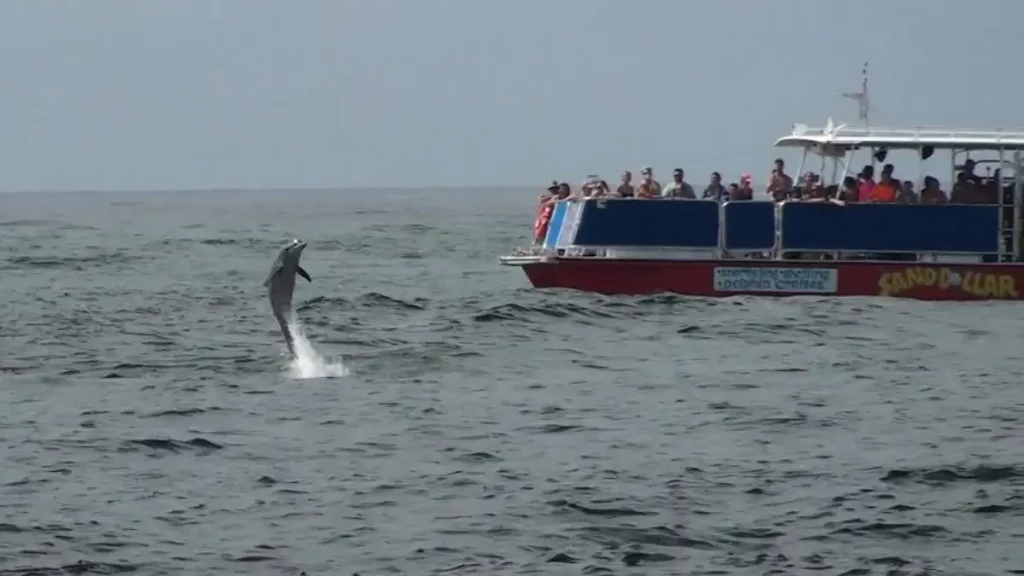 Destin Dolphin Watching Cruise