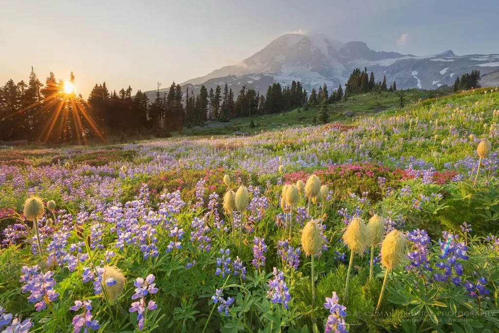 Discover the Wildflowers in Bloom