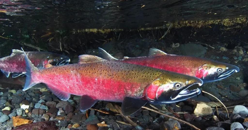 Eagle Creek and Leavenworth National Fish Hatchery