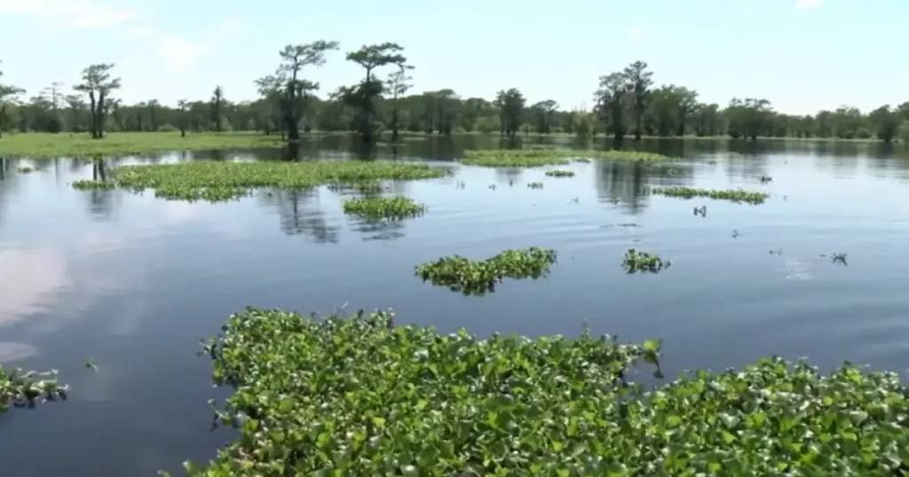 Swamps A National Treasure Atchafalaya