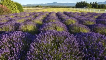 Lavender Fields Walla Walla