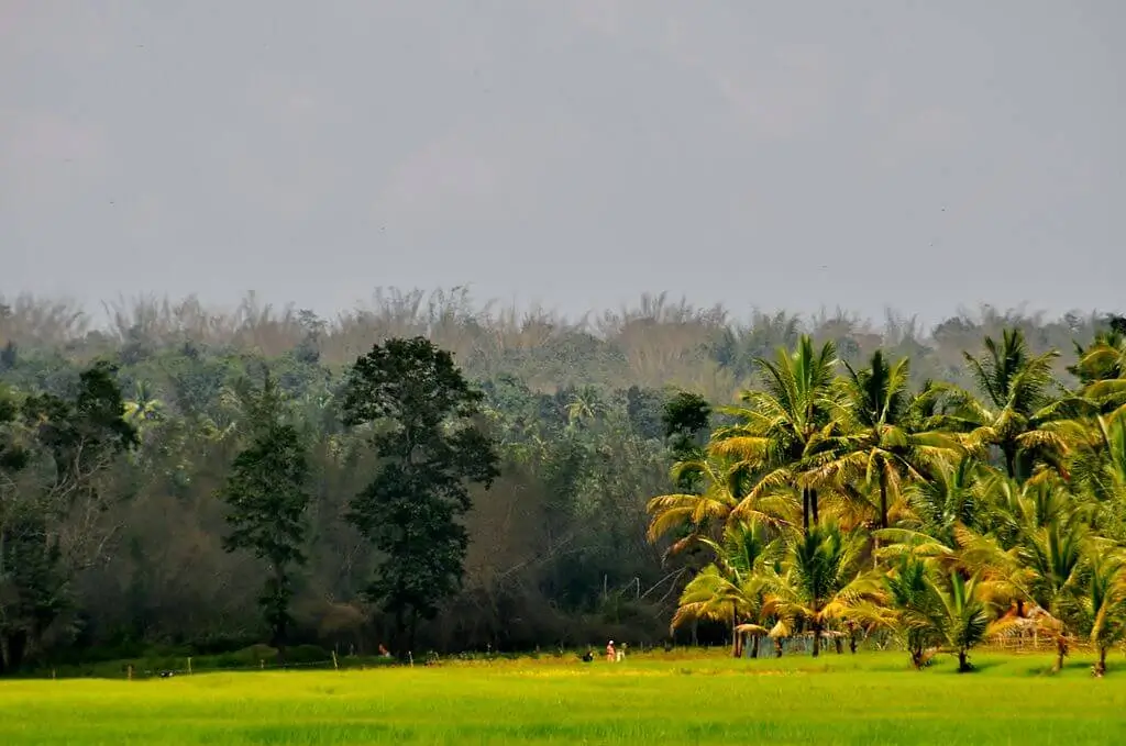 Wayanad A Land of Paddy Fields and Nut Trees