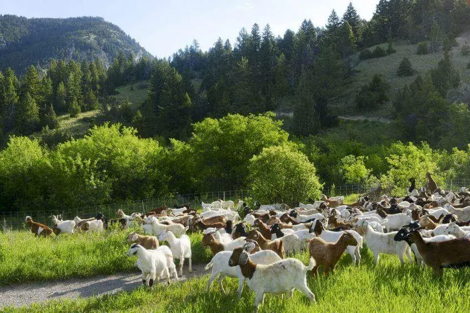 Local Goat Farm bozeman montana
